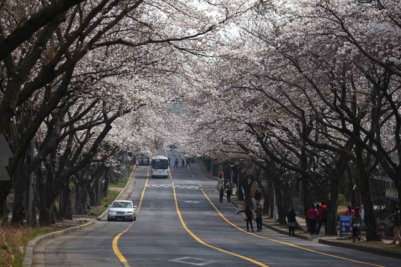 제주대 벚꽃길
