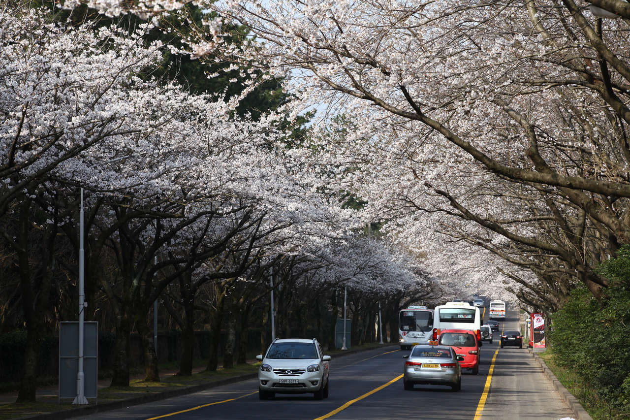 제주대 벚꽃길