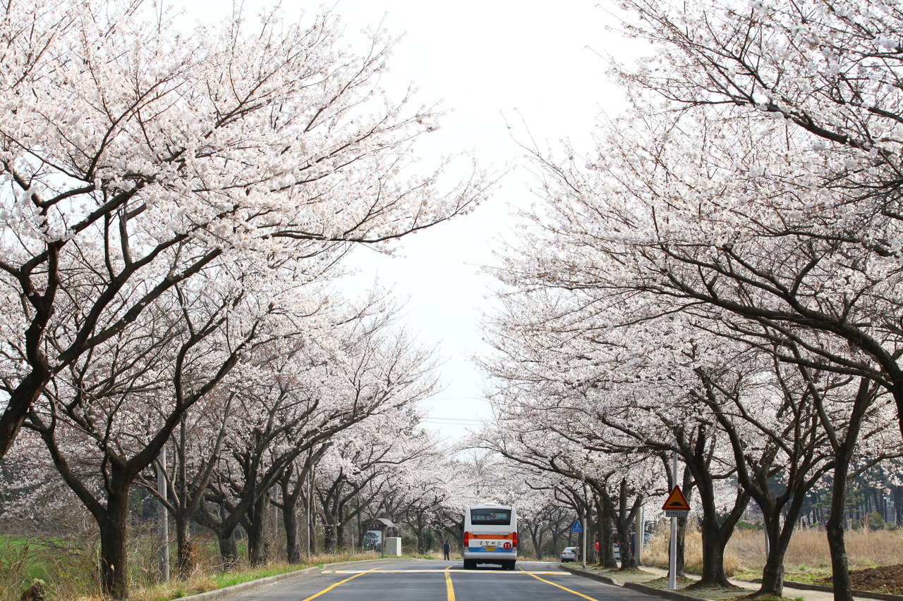 제주대 벚꽃길
