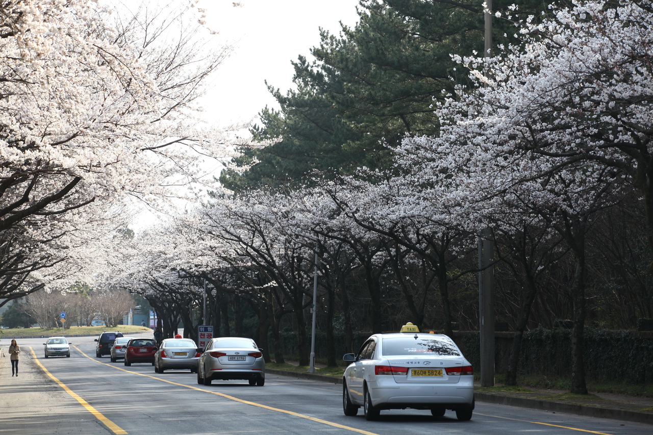 제주대 벚꽃길