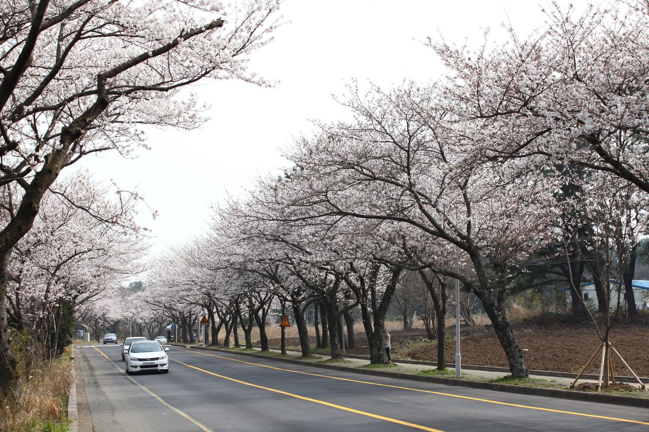 제주대 벚꽃길