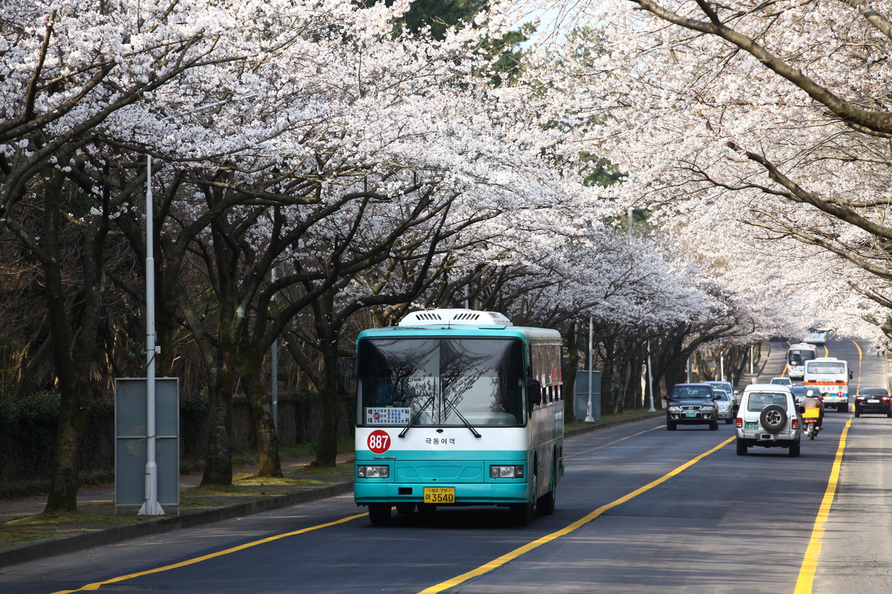제주대 벚꽃길