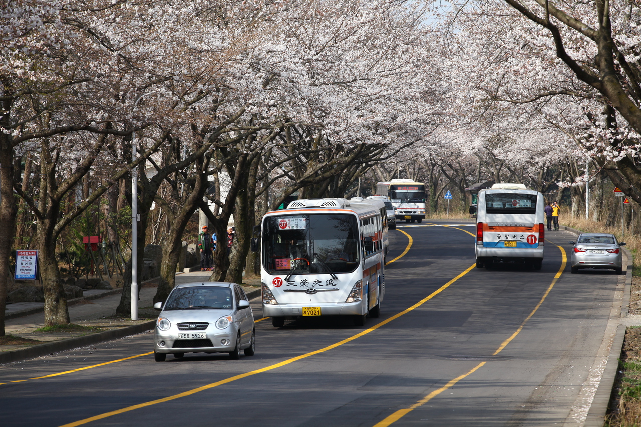 제주대 벚꽃길