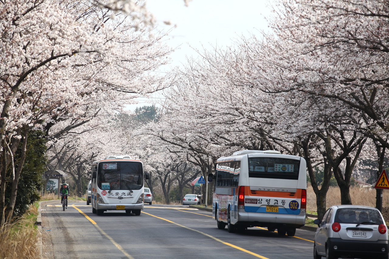 제주대 벚꽃길