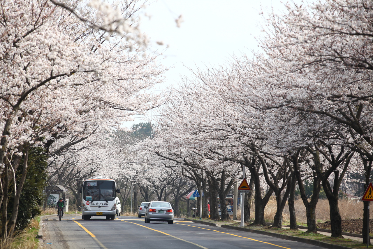 제주대 벚꽃길