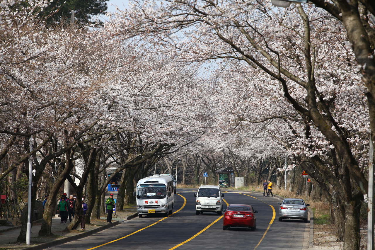 제주대 벚꽃길