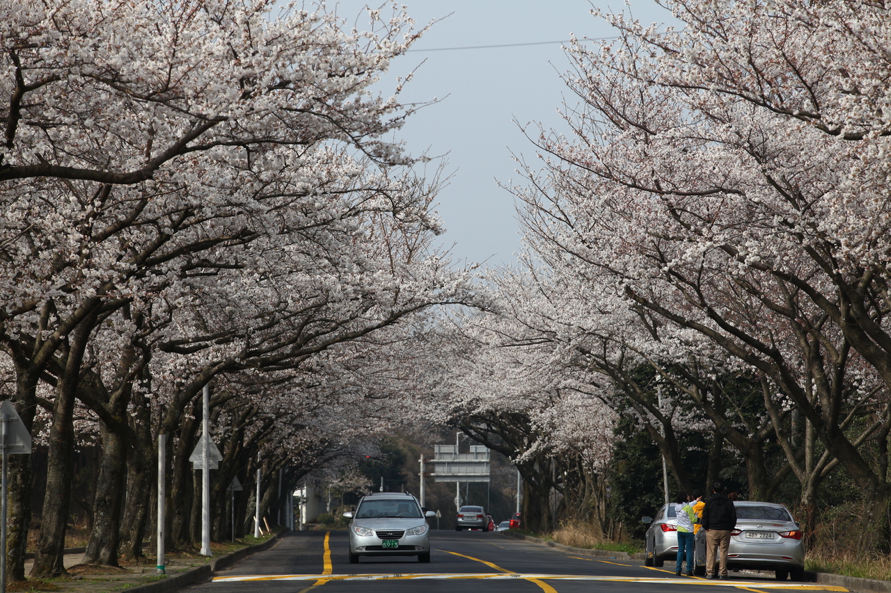 제주대 벚꽃길