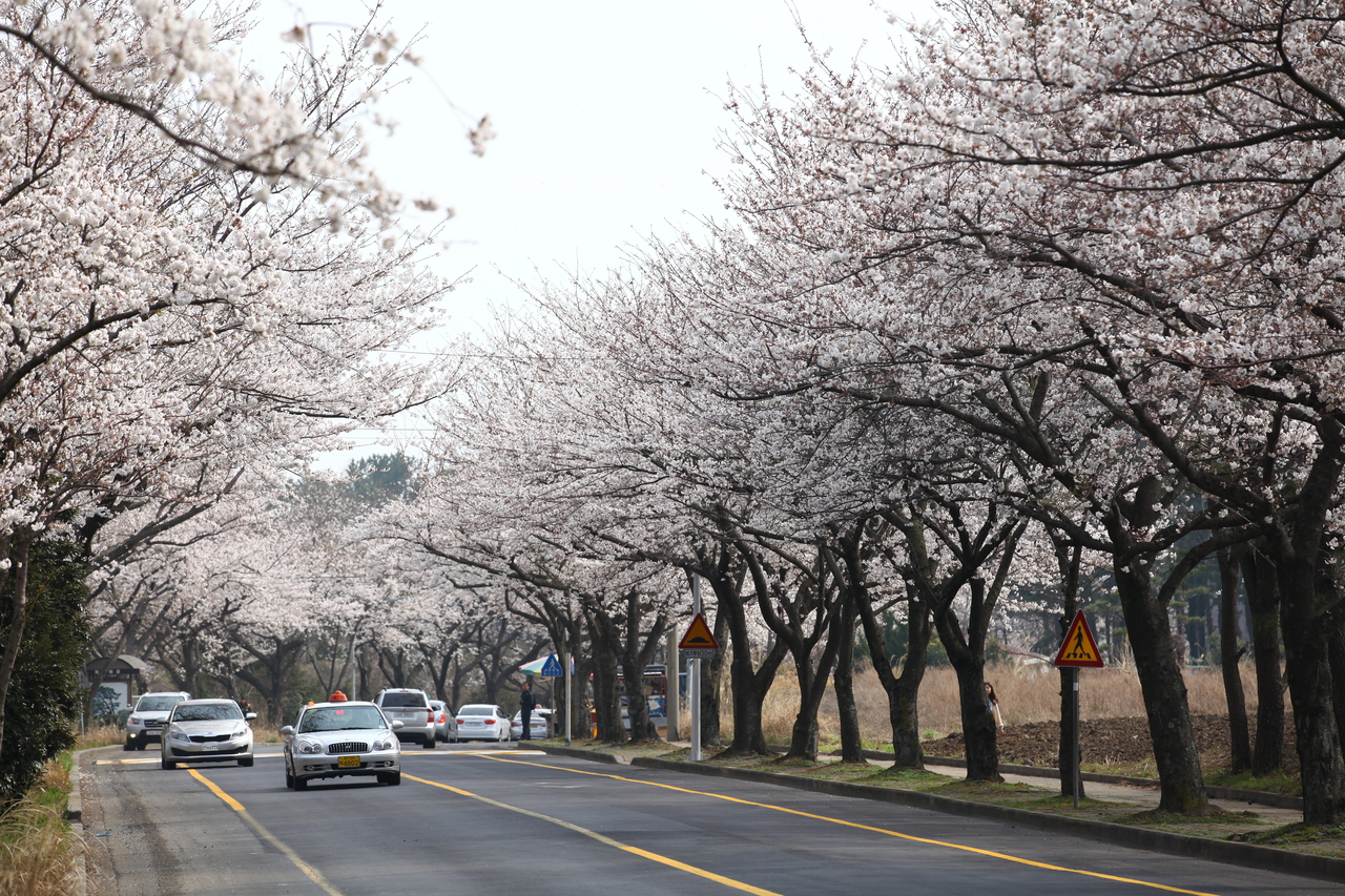 제주대 벚꽃길