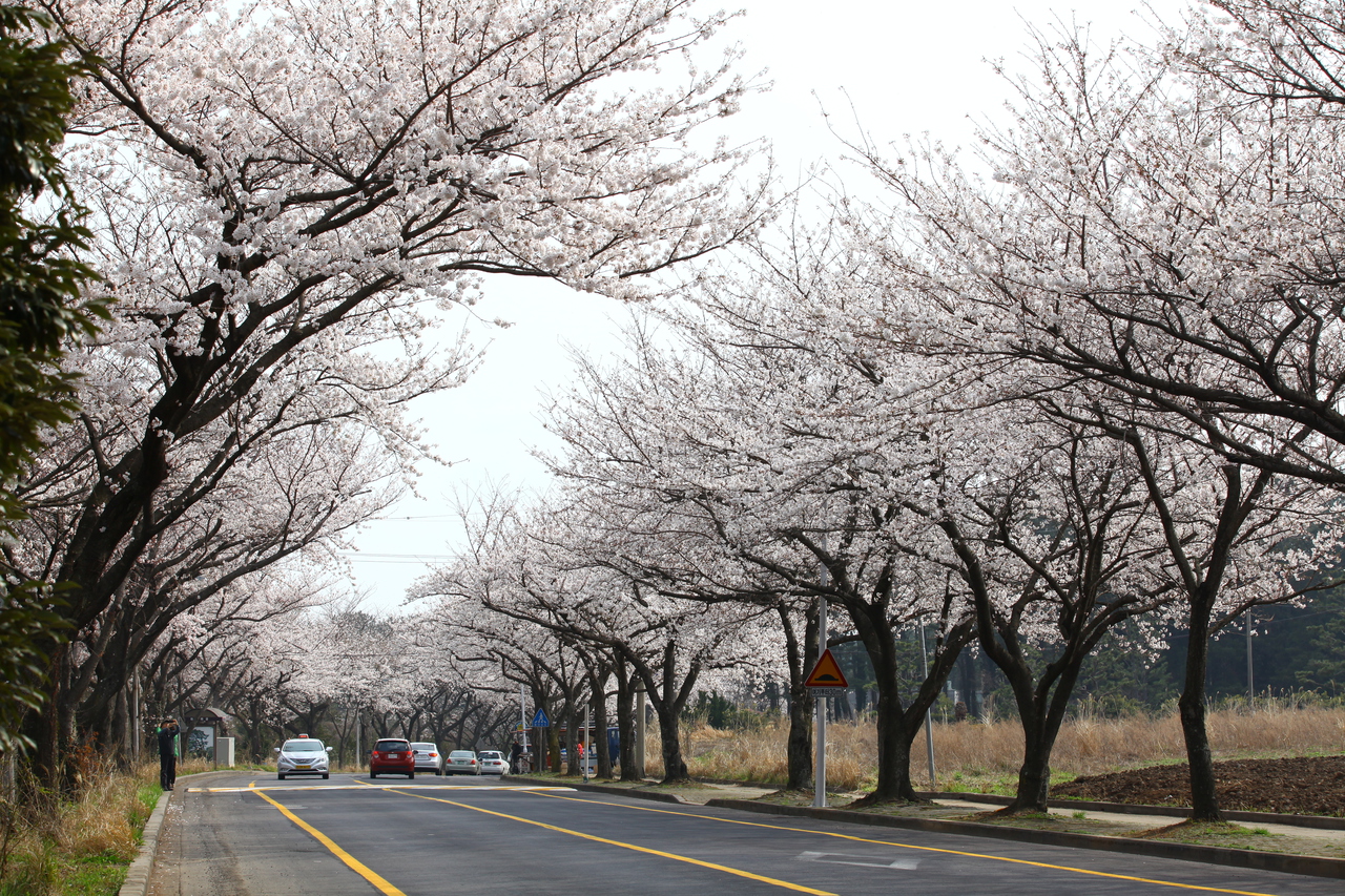 제주대 벚꽃길
