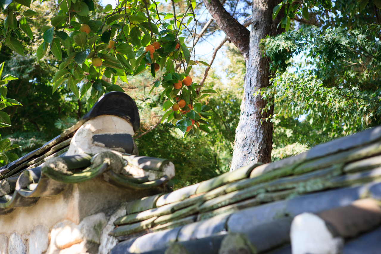 추사김정희선생고택