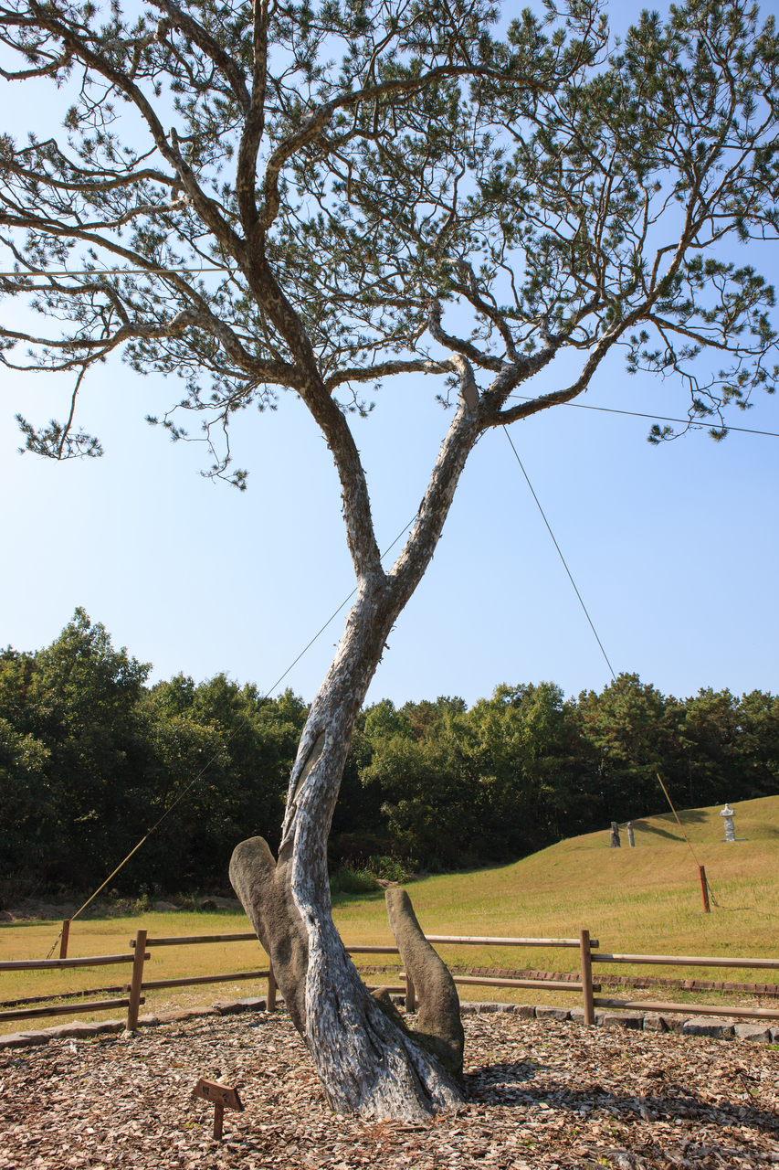 추사김정희선생고택