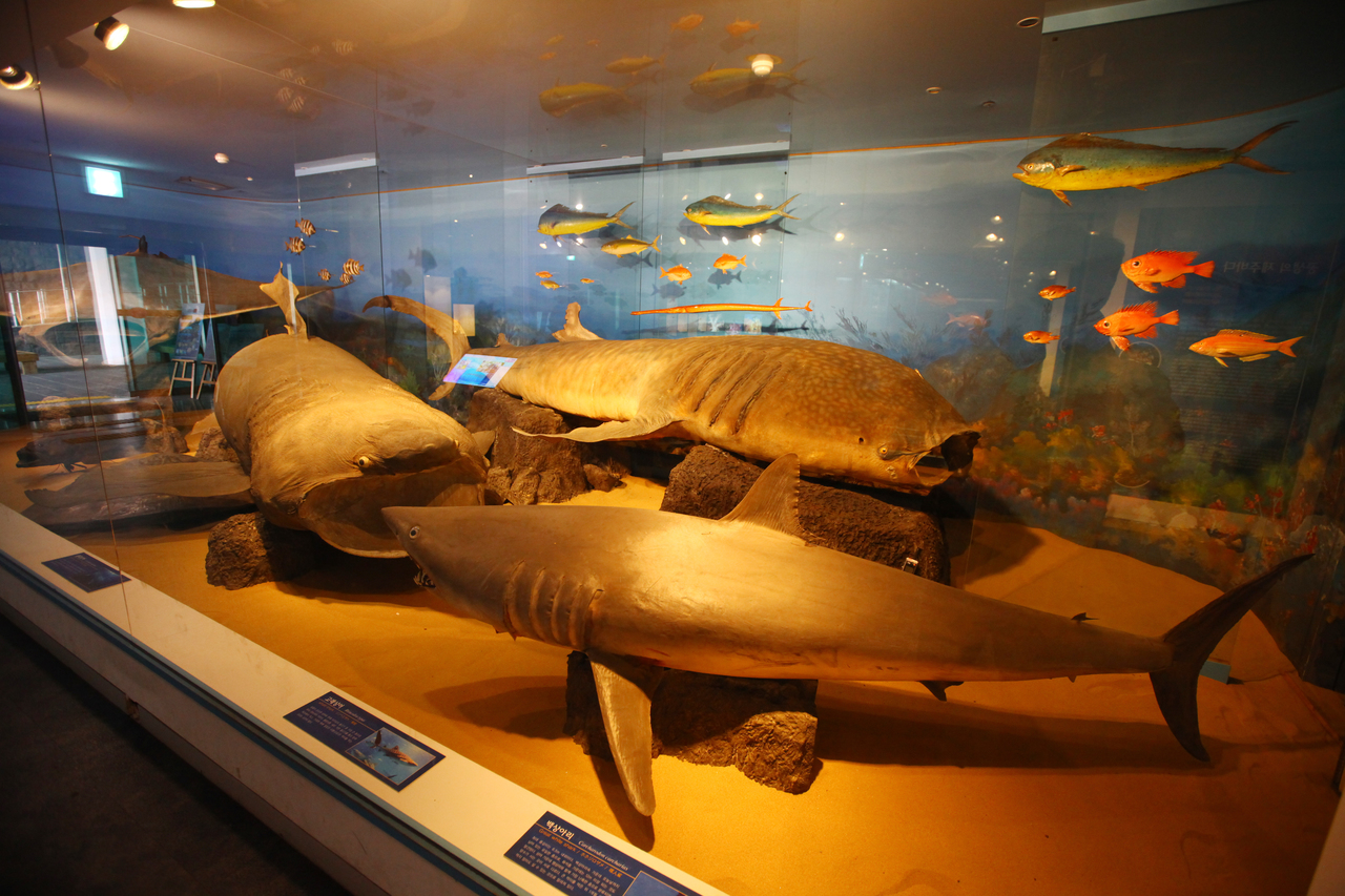 제주도민속자연사박물관