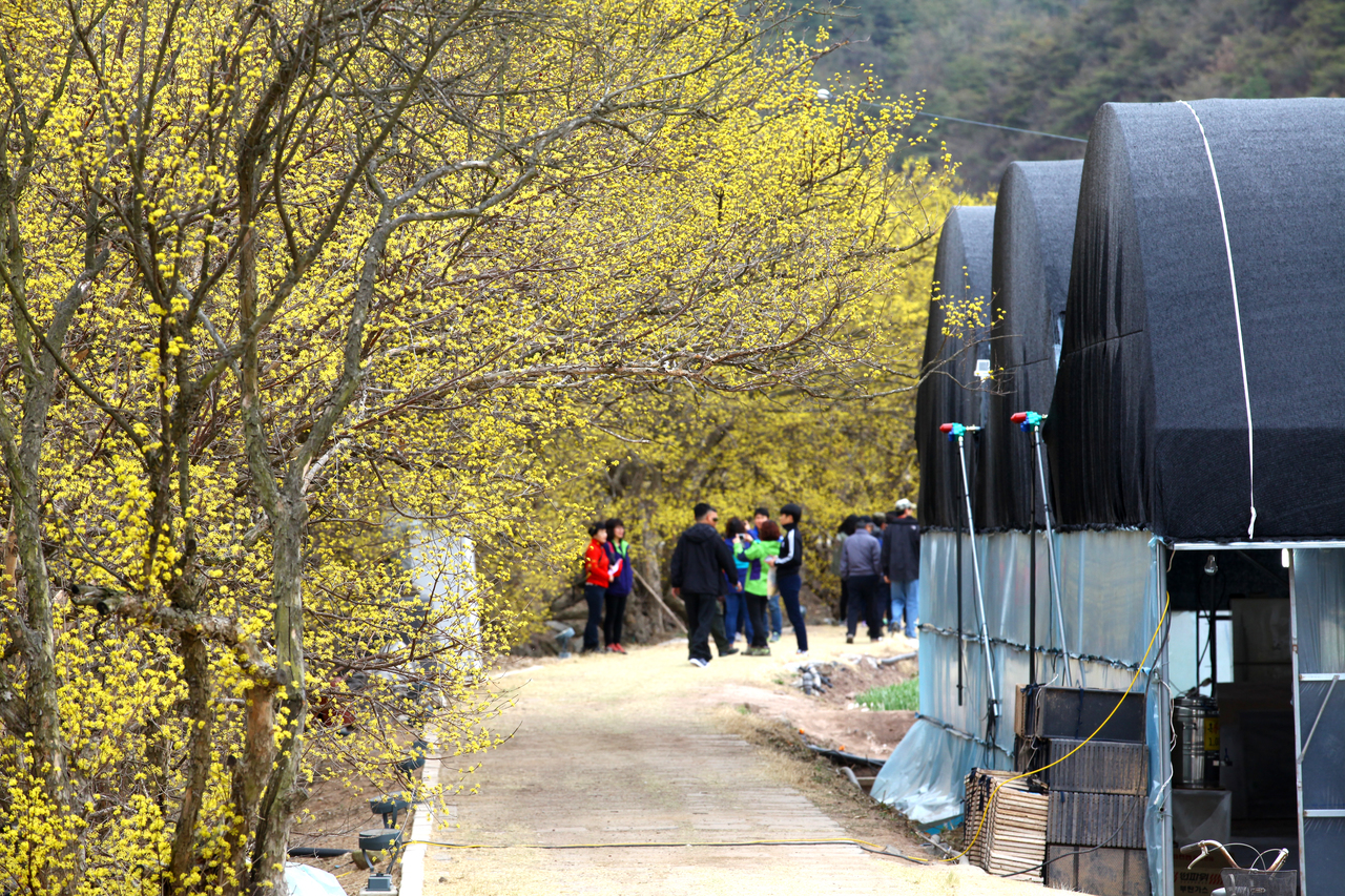 의성 산수유꽃 축제