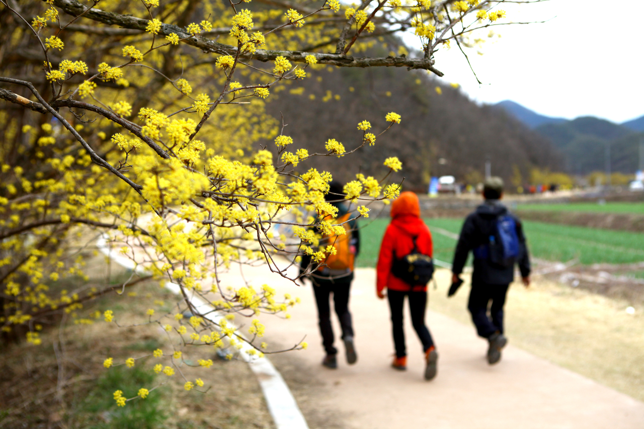 의성 산수유꽃 축제