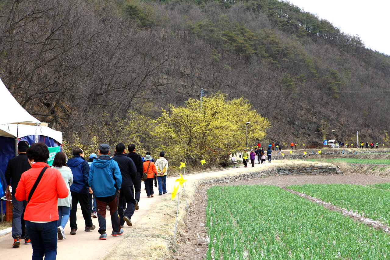 의성 산수유꽃 축제