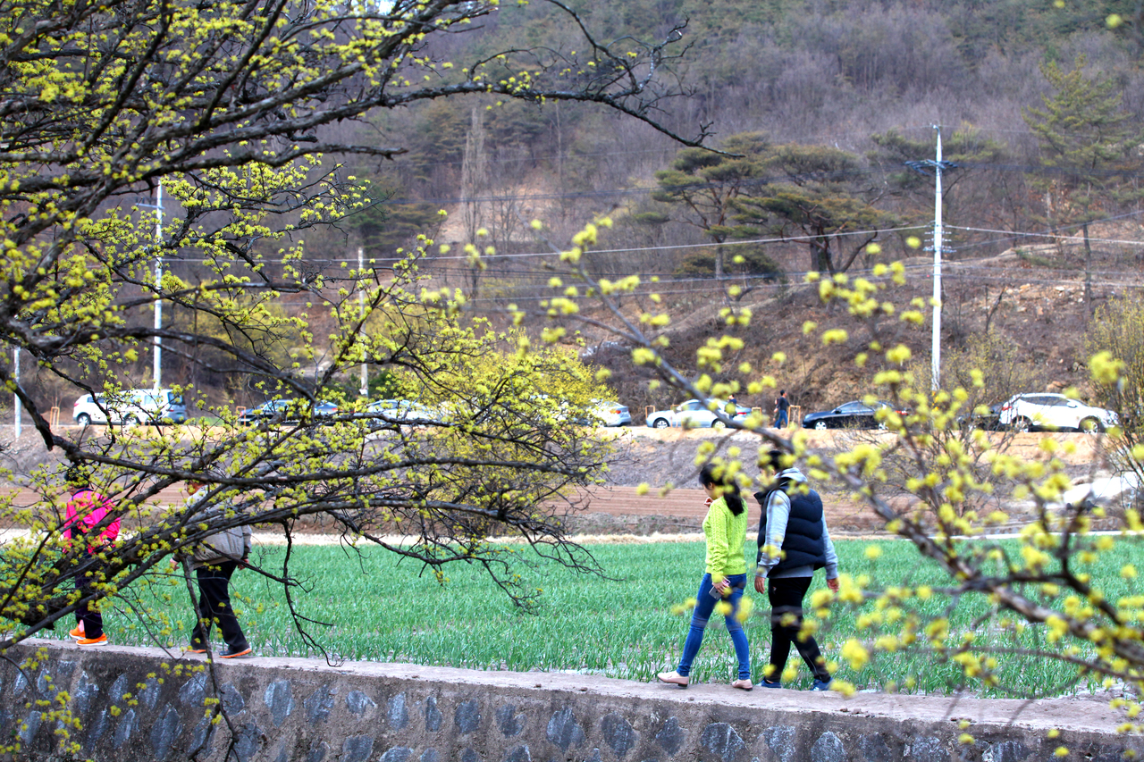 의성 산수유꽃 축제