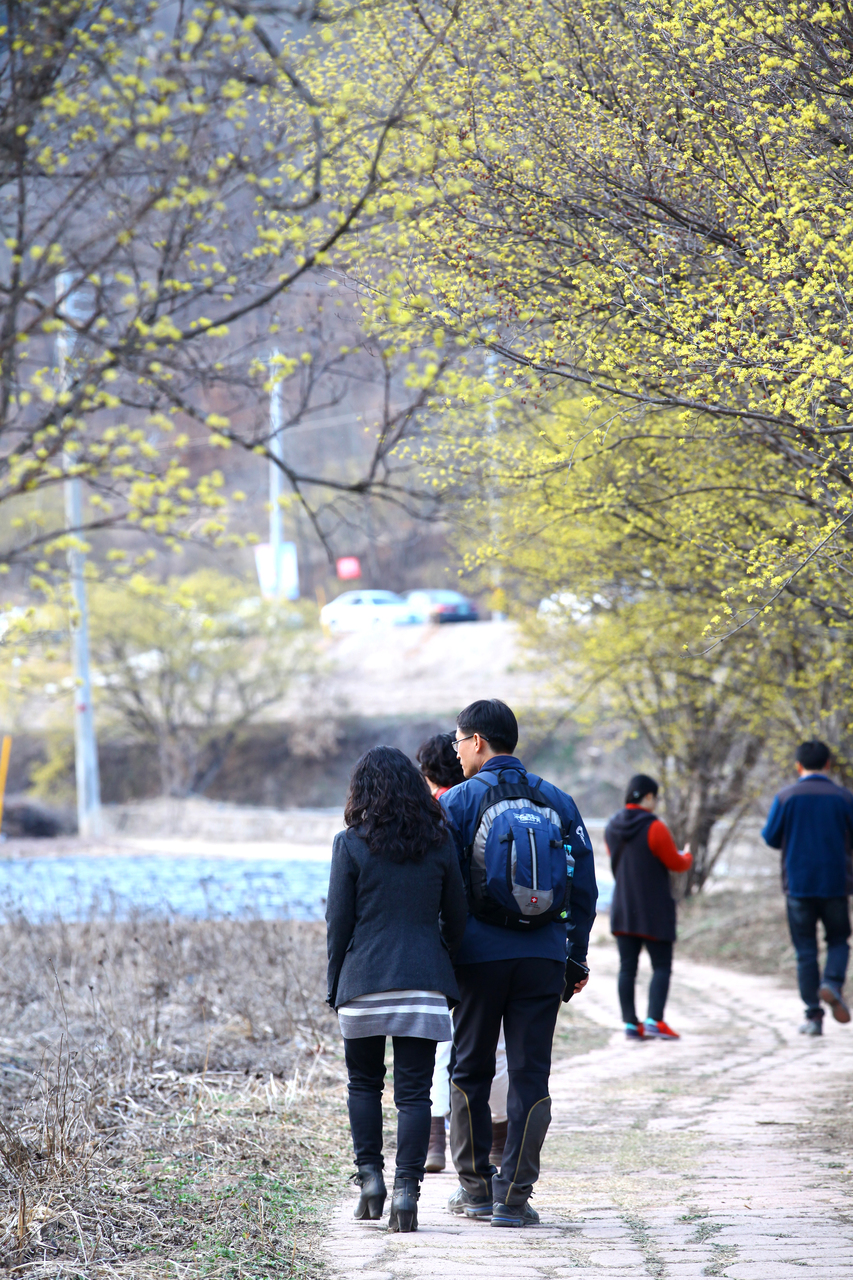 의성 산수유꽃 축제