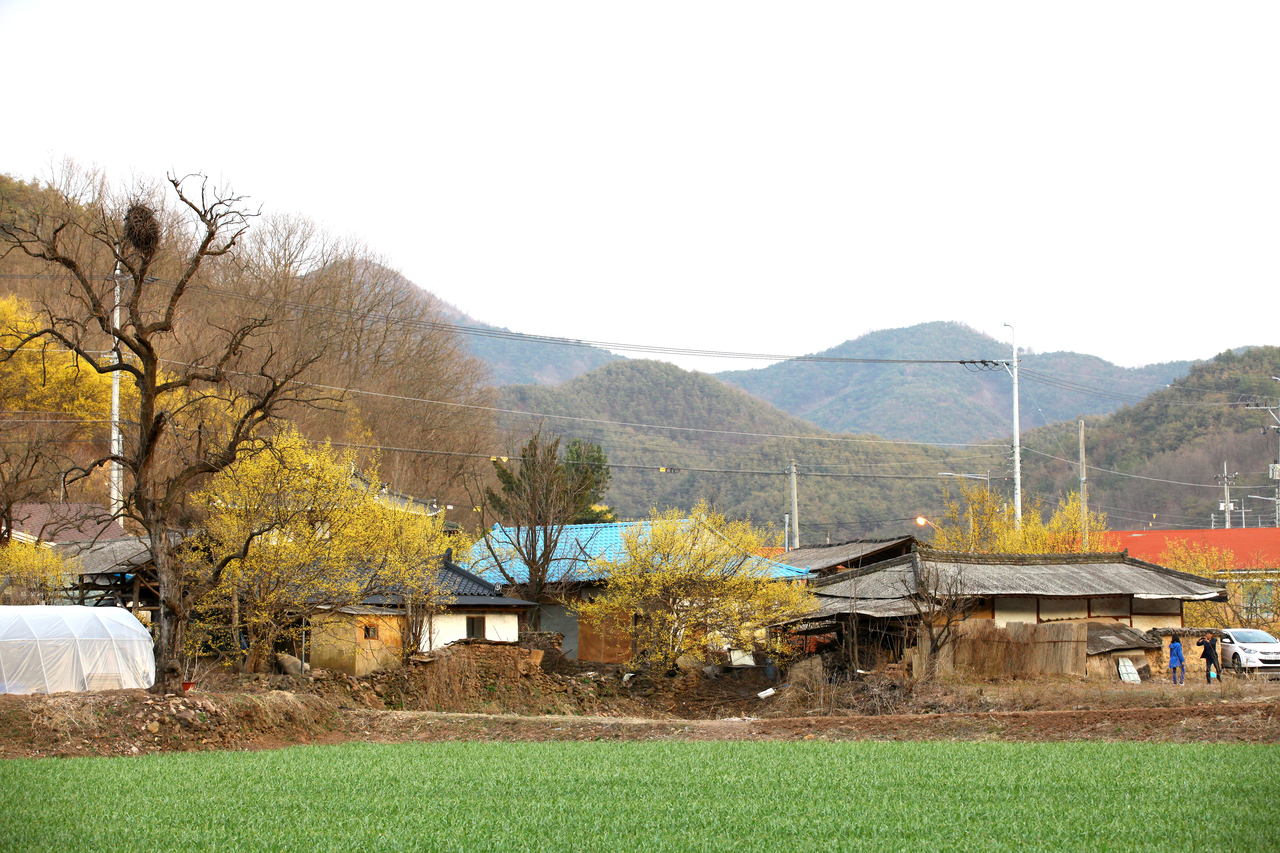 의성 산수유꽃 축제