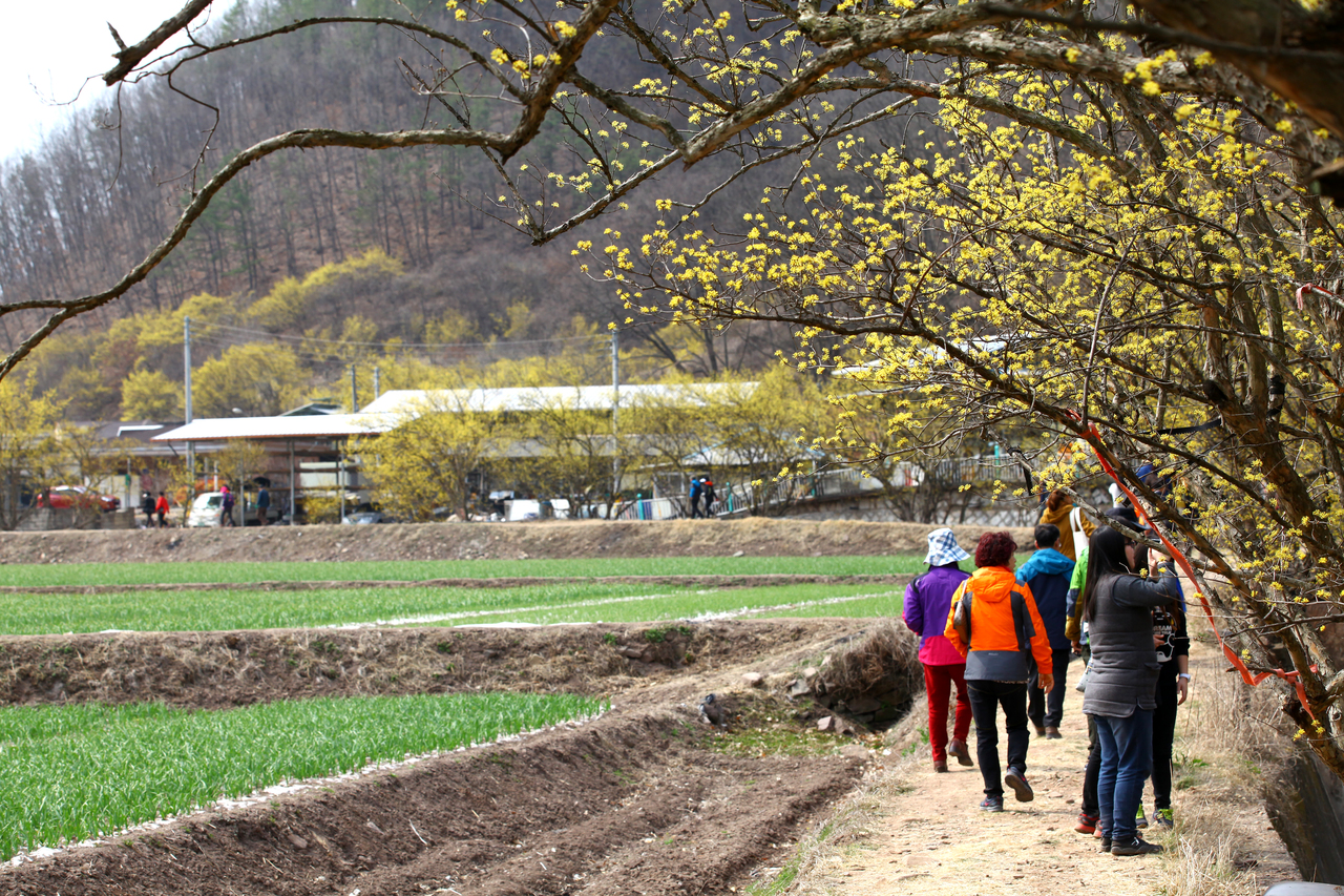 의성 산수유꽃 축제