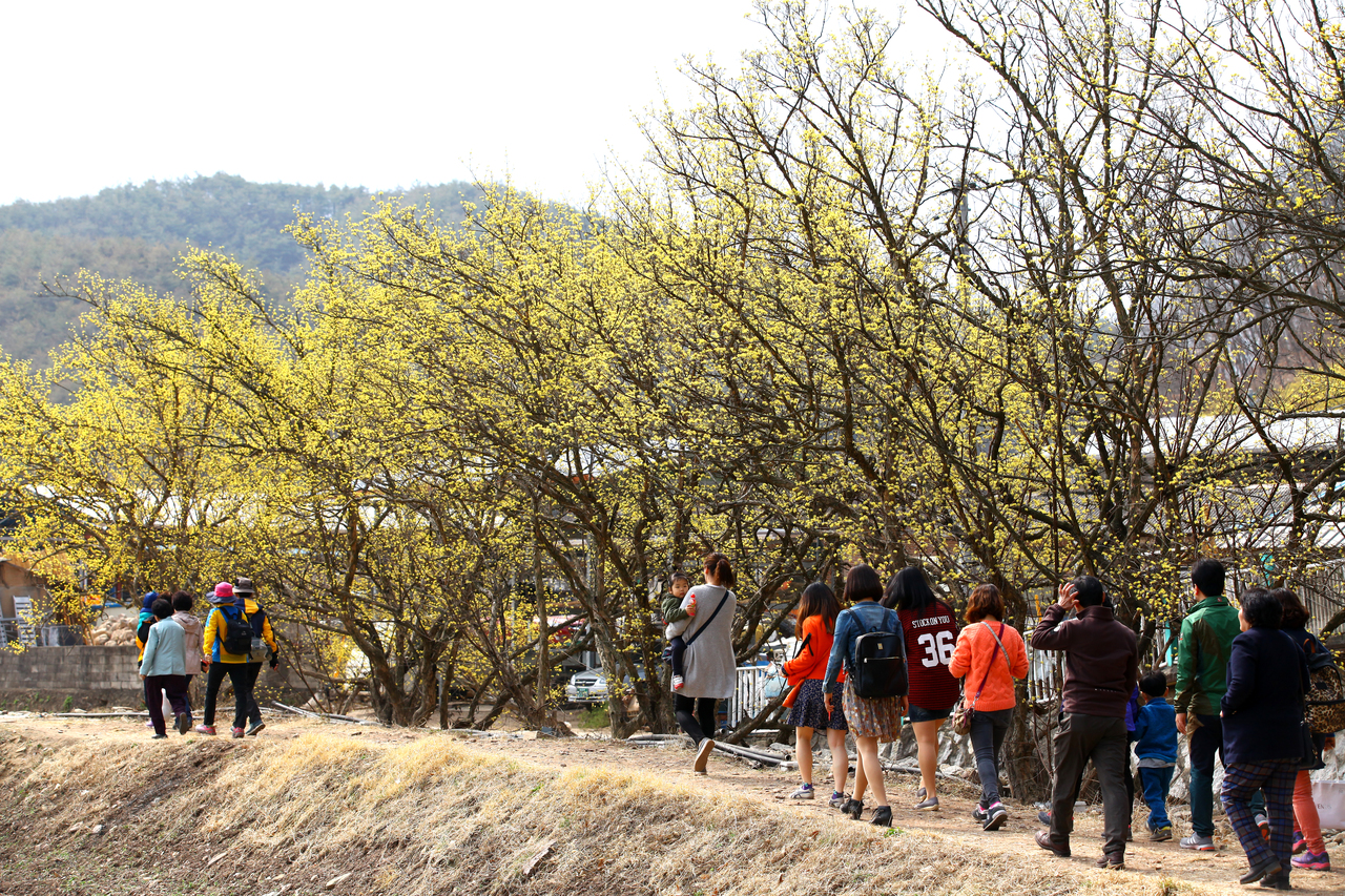 의성 산수유꽃 축제