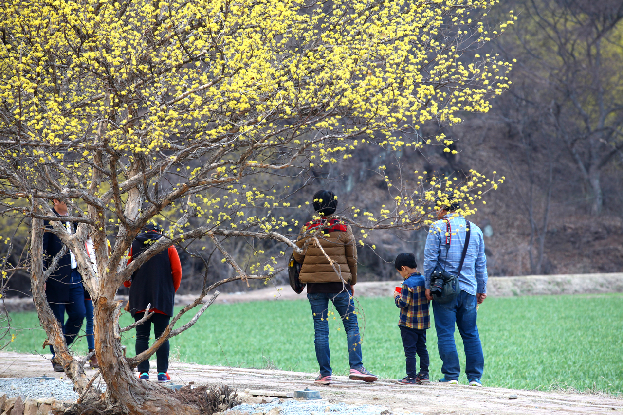 의성 산수유꽃 축제