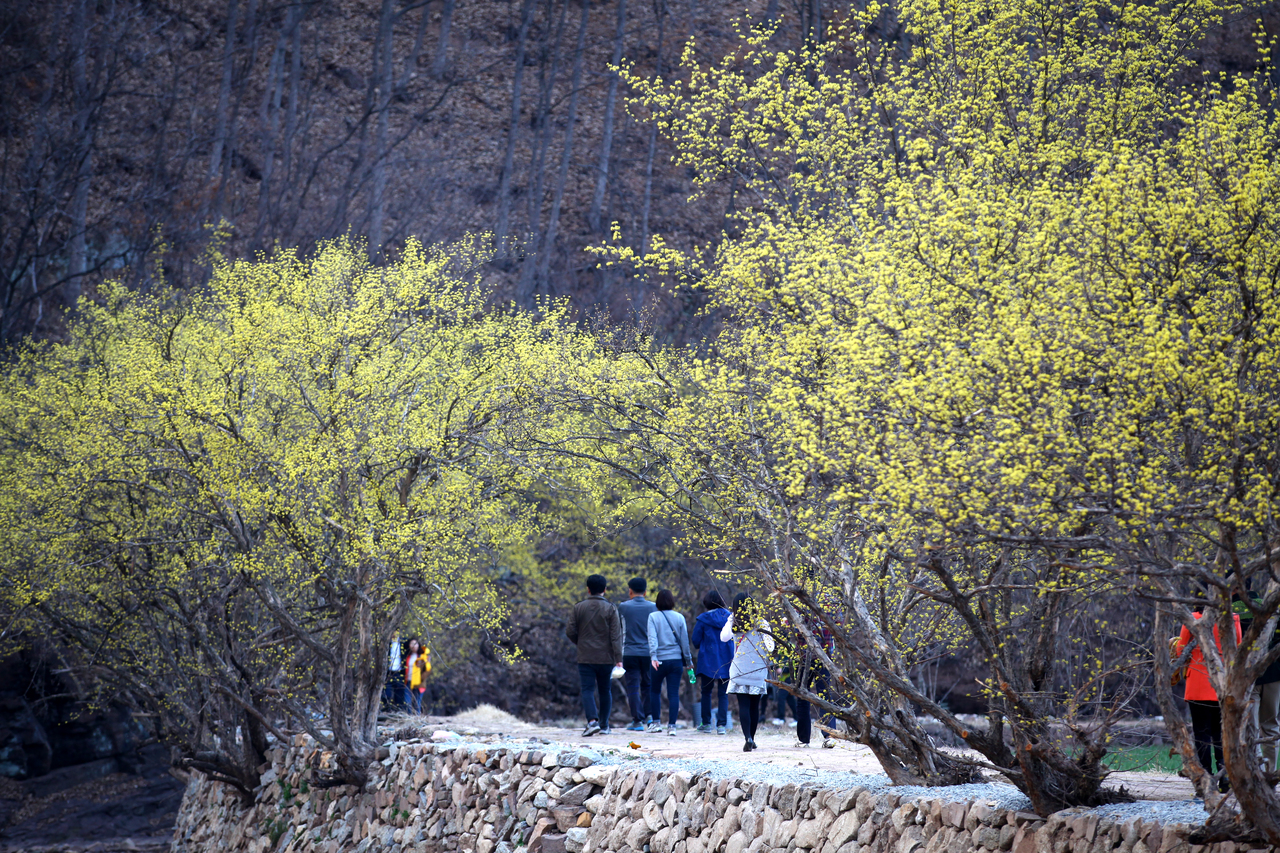 의성 산수유꽃 축제