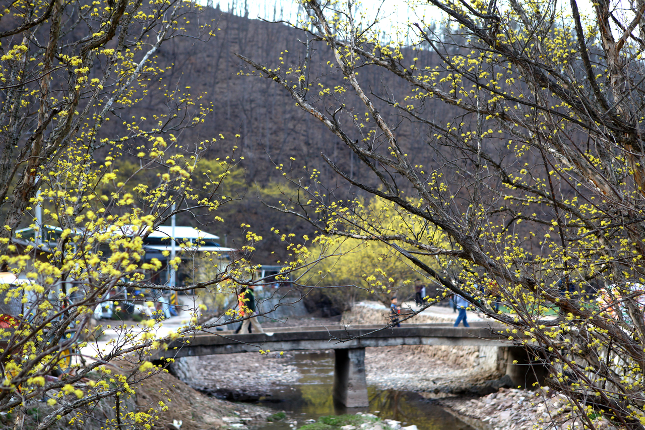 의성 산수유꽃 축제