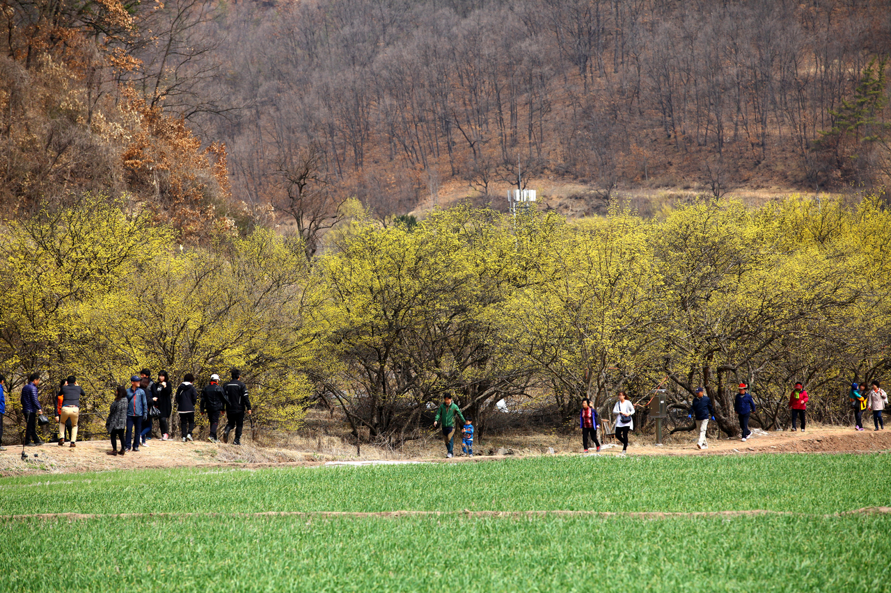 의성 산수유꽃 축제