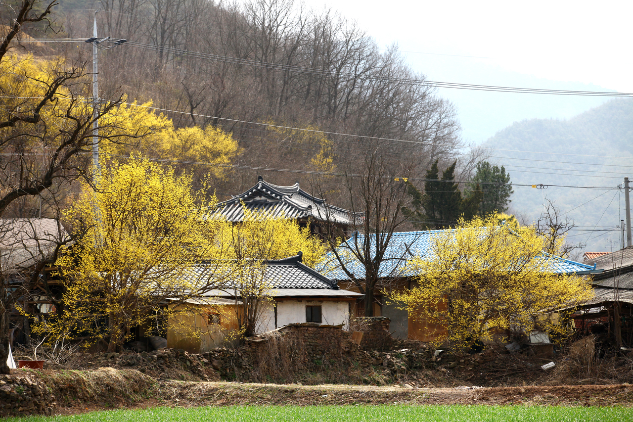 의성 산수유꽃 축제