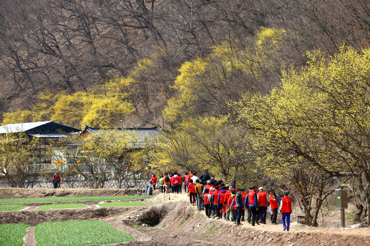의성 산수유꽃 축제