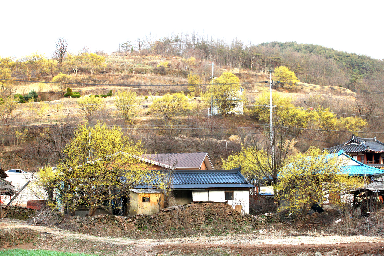 의성 산수유꽃 축제