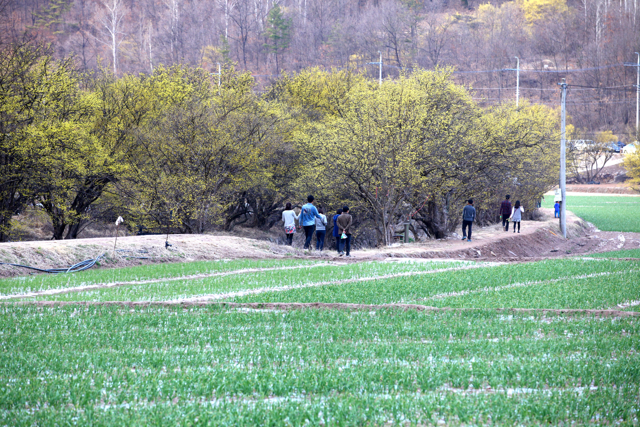 의성 산수유꽃 축제