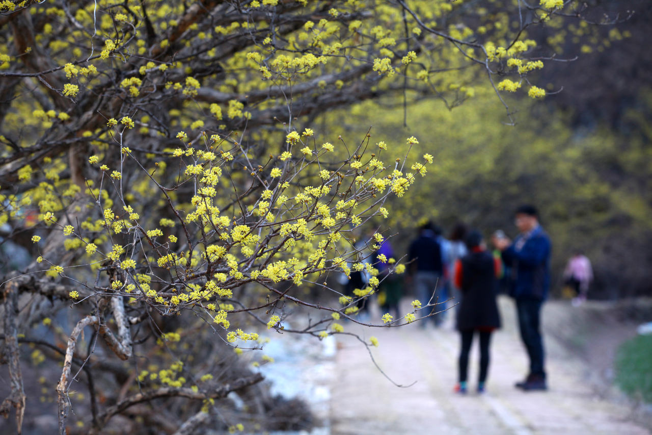 의성 산수유꽃 축제