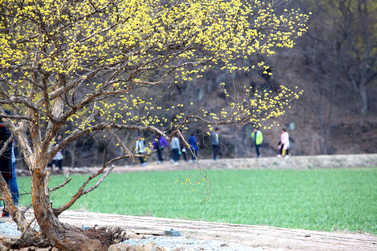 의성 산수유꽃 축제