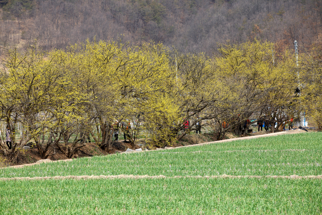 의성 산수유꽃 축제