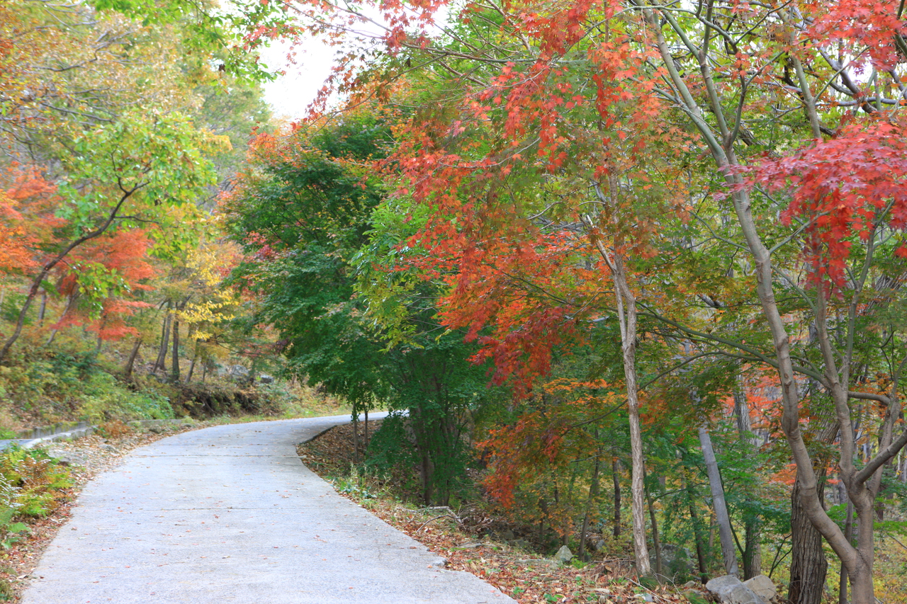 제암산자연휴양림