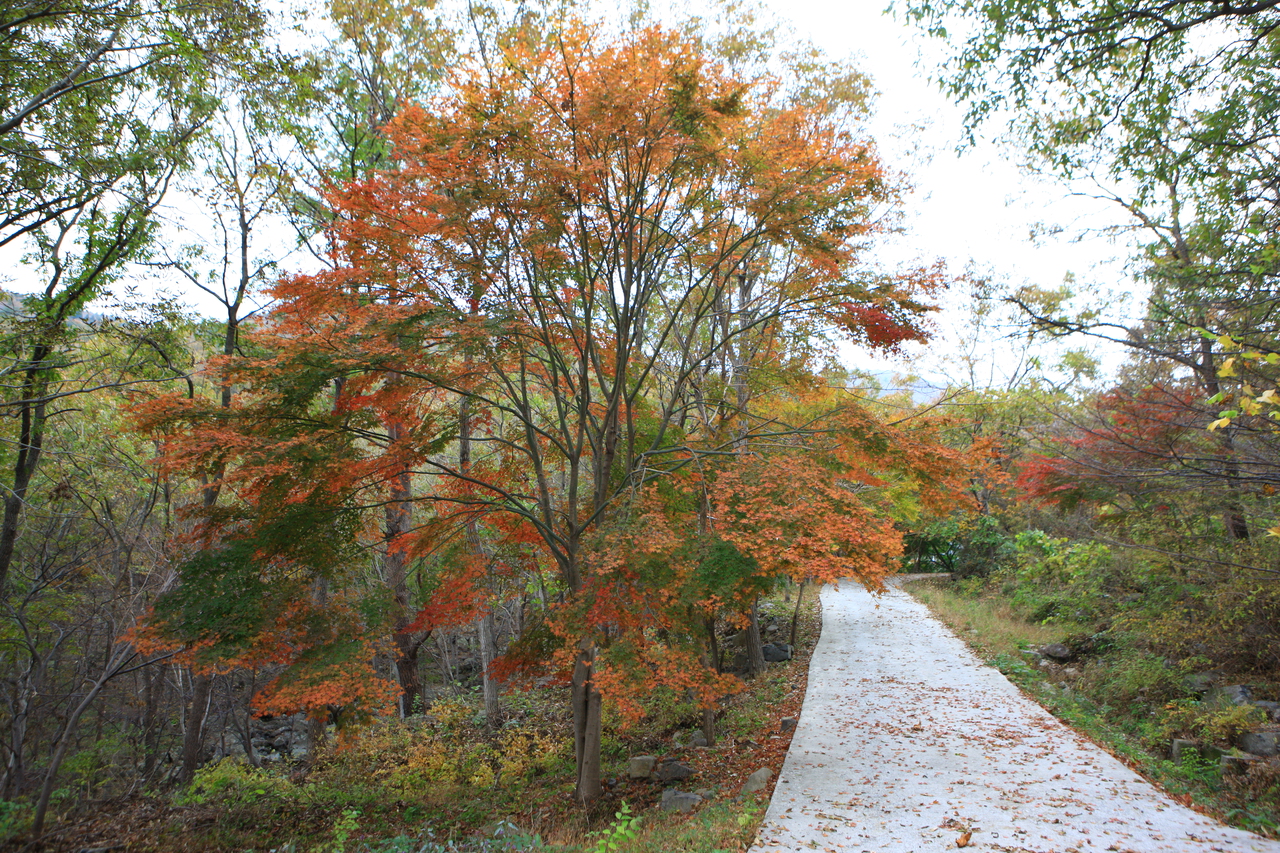 제암산자연휴양림