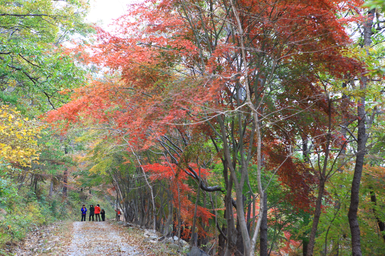 제암산자연휴양림