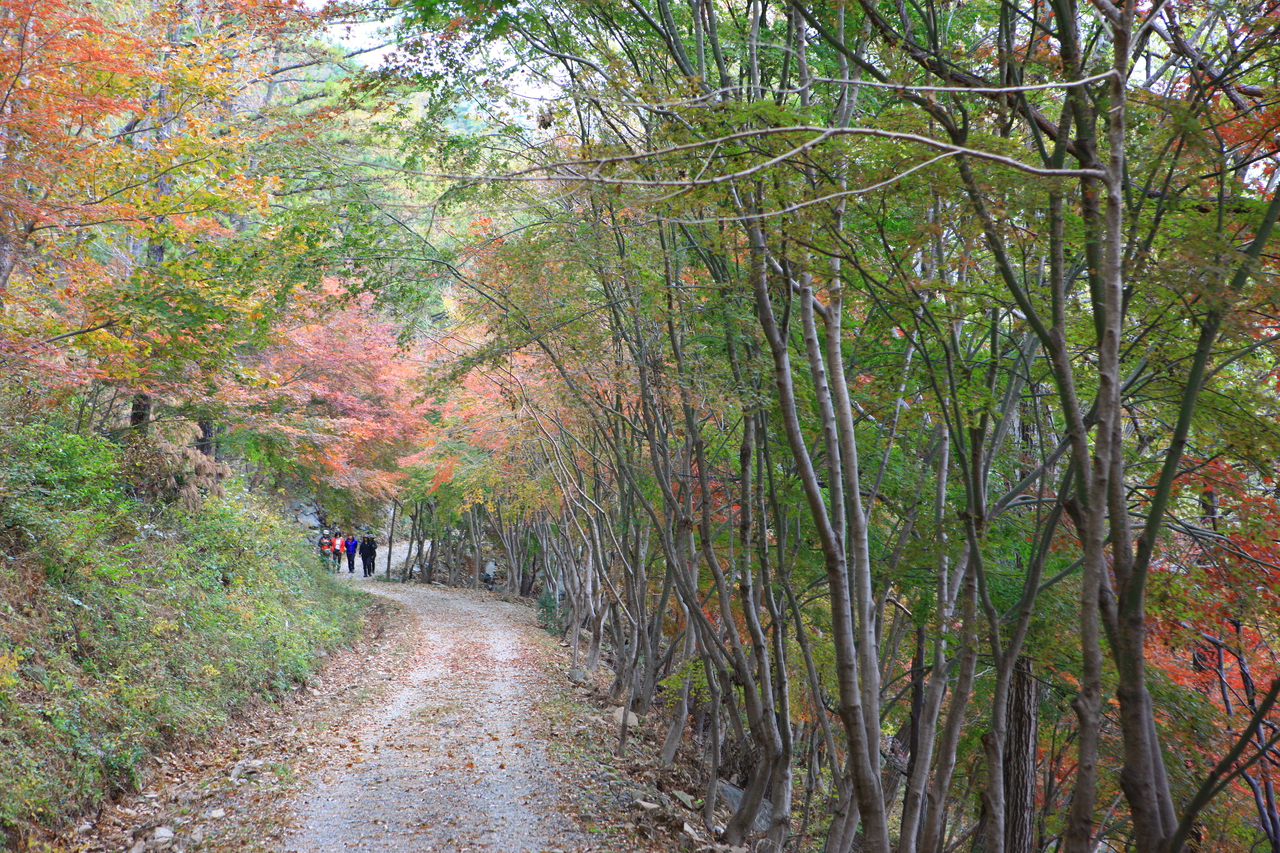 제암산자연휴양림