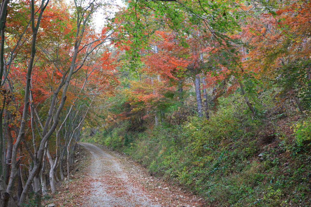 제암산자연휴양림