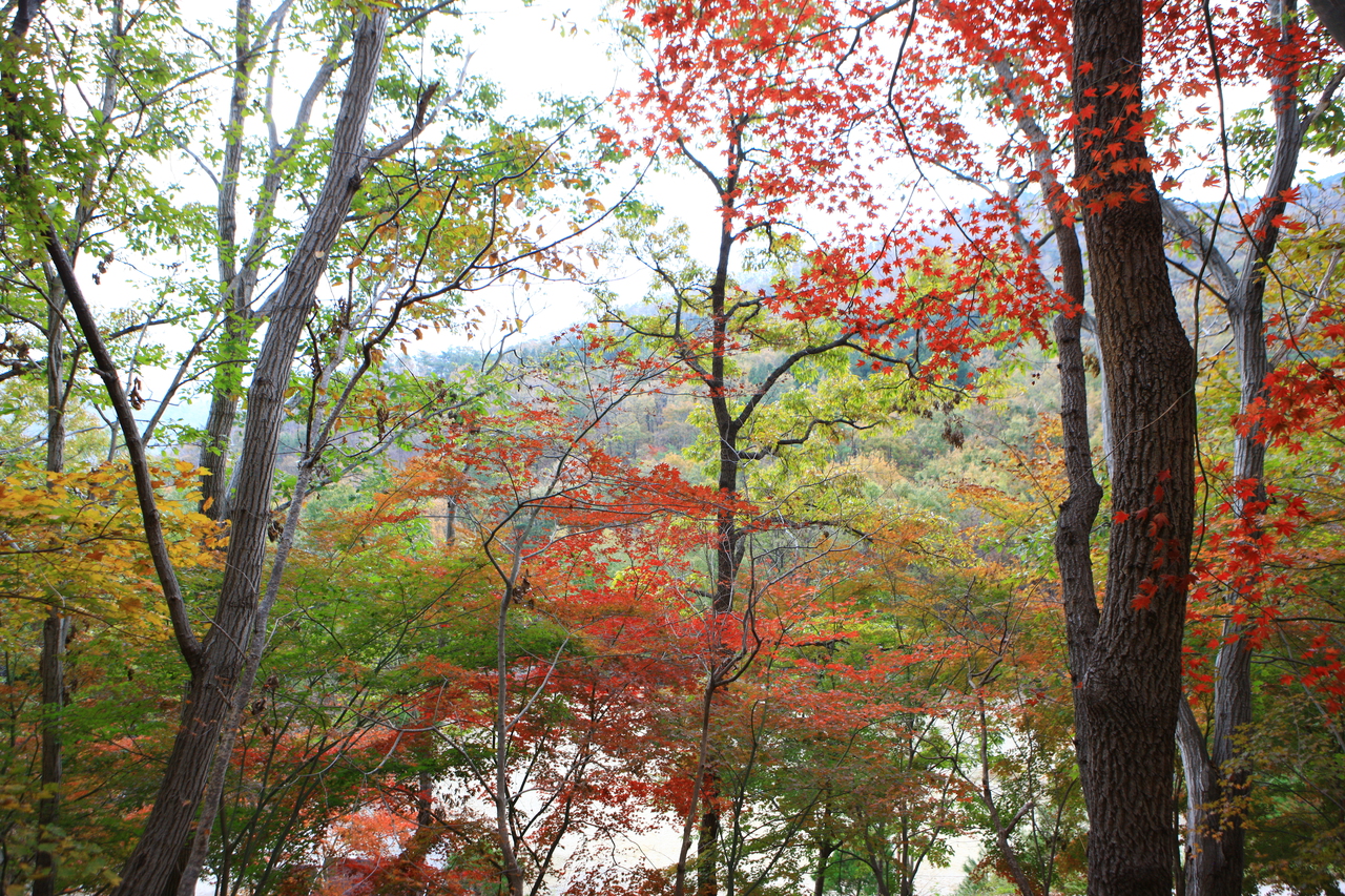 제암산자연휴양림