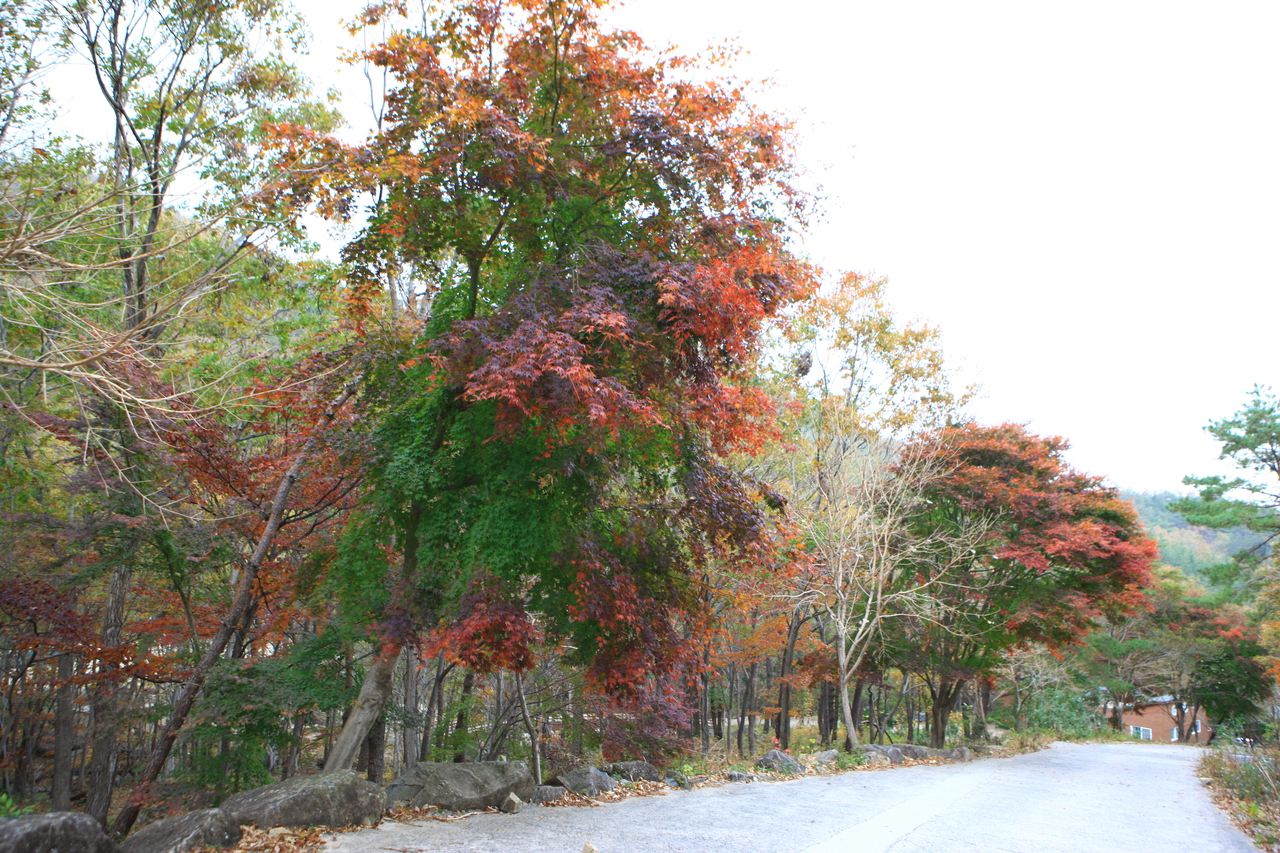 제암산자연휴양림