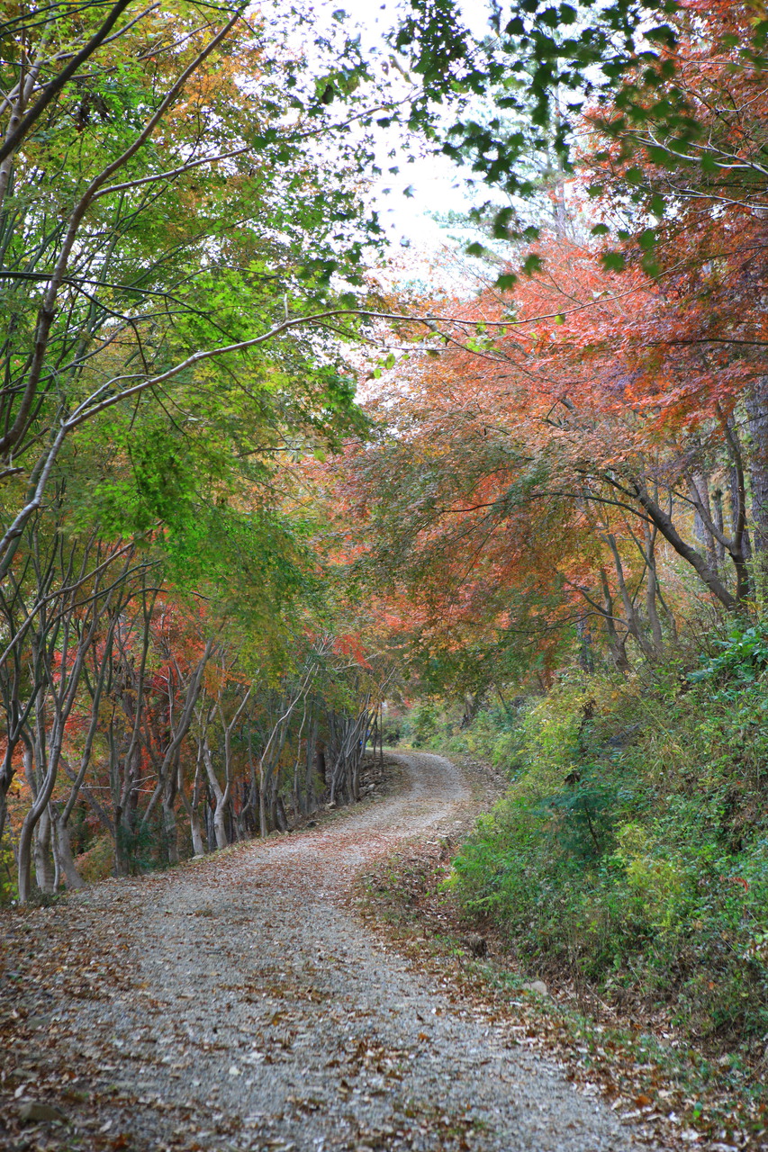 제암산자연휴양림
