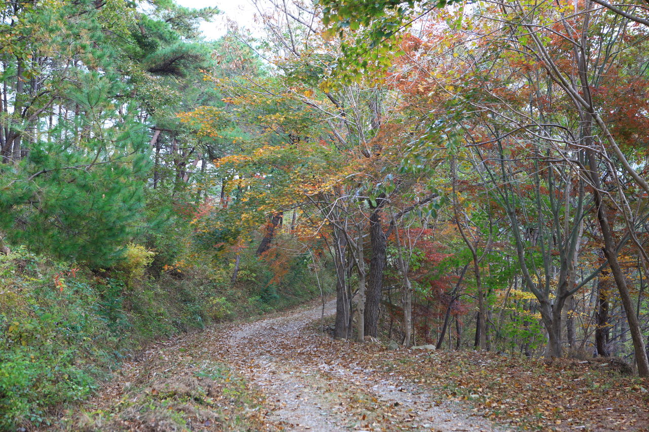 제암산자연휴양림