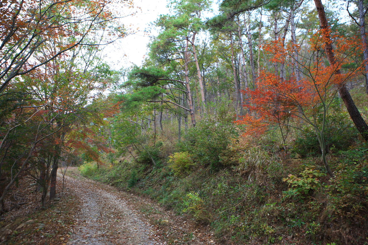 제암산자연휴양림