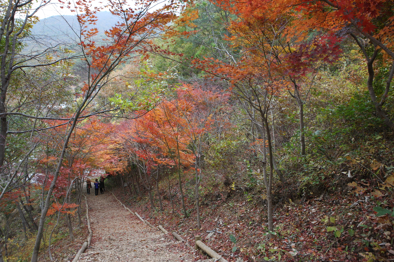 제암산자연휴양림