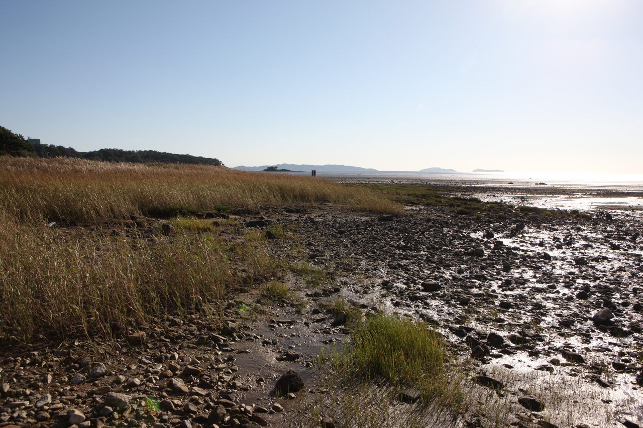 장화리 갯벌