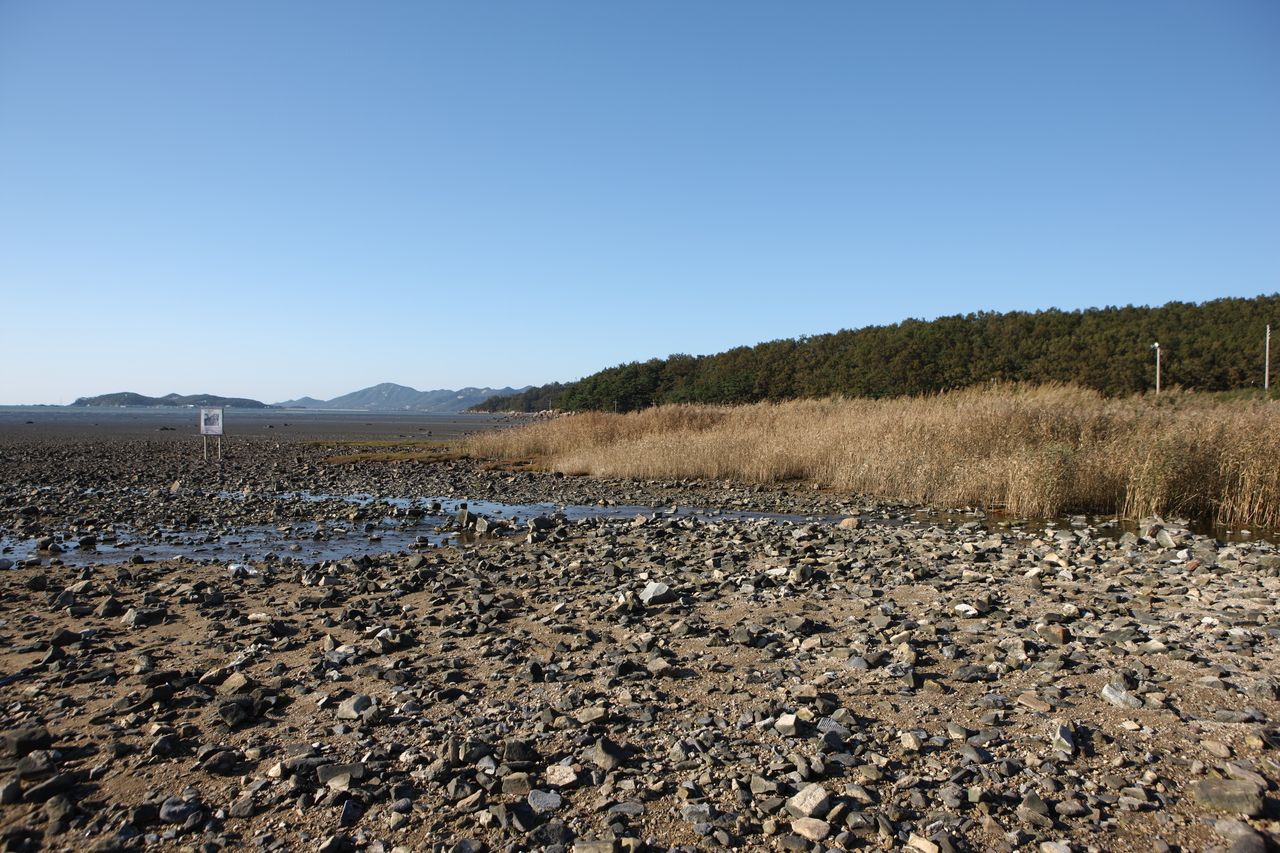 장화리 갯벌
