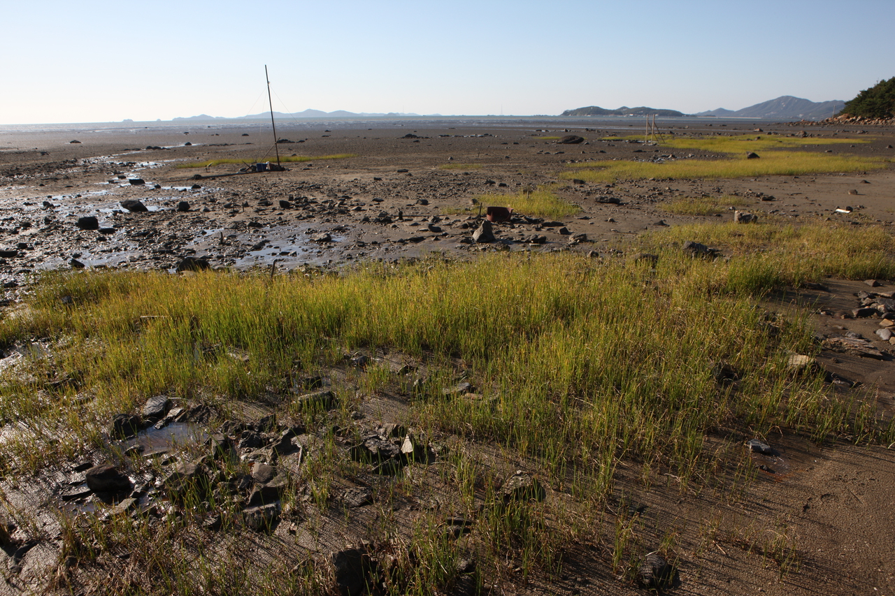 장화리 갯벌
