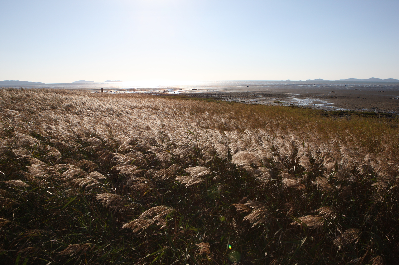 장화리 갯벌